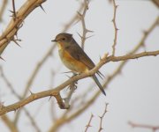 Red-flanked Bluetail.jpg