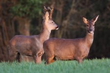 2012_04_10_Roe_Deer1 (640x427).jpg