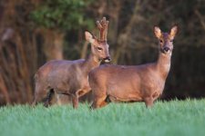 2012_04_10_Roe_Deer2 (640x427).jpg