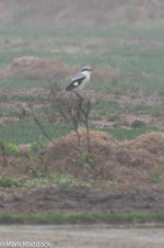 10817_Grey Shrike spp_crop.jpg