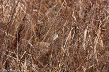 10819_Pallas's Reed Bunting.jpg