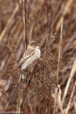 10819_Pallas's Reed Bunting_Crop.jpg