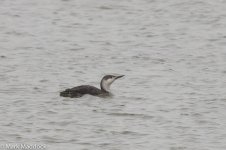 10832_Red-throated Diver.jpg