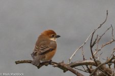 10841_Bull-headed Shrike.jpg