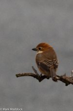 10839_Bull-headed Shrike.jpg