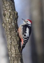 middle_spotted_woodpecker.JPG