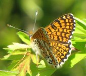 glanvillefritillary.JPG