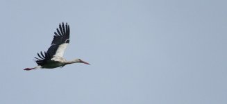 White Stork 4 (1200x552).jpg