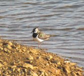 Northern Lapwing.jpg