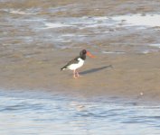 Oystercatcher.jpg