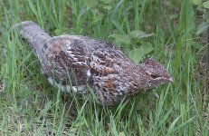 Bird On The Ground_26753.jpg