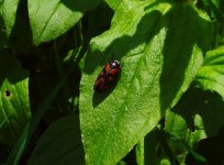 Froghopper Coney Mead.JPG