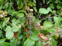 Migrant Hawker.jpg