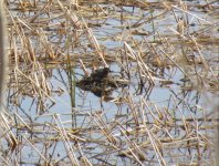 Little grebe.jpg