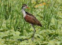 Low Chaco Paraguay Wattled Jacana 2.jpg