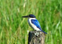 forest kingfisher.JPG