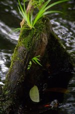 DSCN0004 Red-eared Slider.jpg