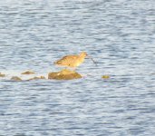 Far Eastern Curlew.jpg