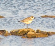 Grey Plover.jpg