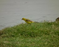 Yellow Wagtail.jpg