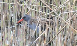 Water rail 2.jpg