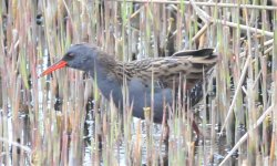 Water rail 1.jpg