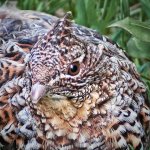 Ruffed Grouse Closeup_26751BF.jpg