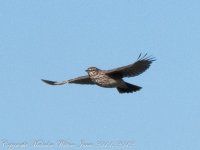 Meadow Pipit -1100473.jpg