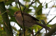 Vinous Throated Parrotbill (Garden).jpg