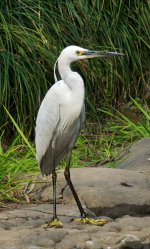 Little Egret.jpg