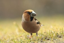 Hawfinch gar 2.jpg