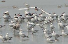 caspian terns gulls D800 300mm 2x_DSC7032_01.jpg