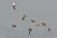 marsh sands flight D800_DSC6791_01.jpg