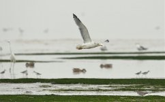 gull D800 _DSC5339_01.jpg