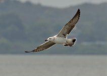 gulls D800 300mm 2x_DSC7029_01.jpg