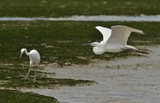 great egret breed flight D800_DSC6773_01.jpg