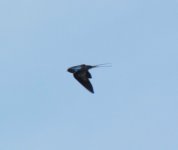 Barn Swallow.jpg