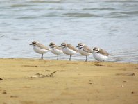 Kentish Plovers.jpg