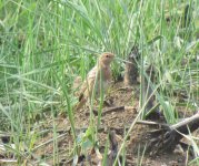 Red-throated Pipit.jpg