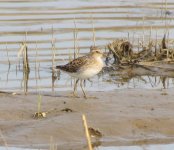 Sharp-tailed Sandpiper.jpg