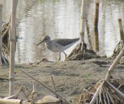 Wood Sandpiper.jpg