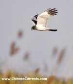 Eastern Marsh Harrier.jpg