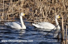 Bewick's Swan.jpg