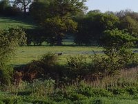 Roe Deer Coney Meadow.JPG