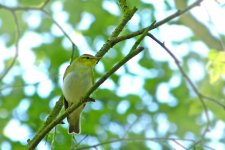 Wood Warbler3 (BF).jpg