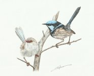 superb_fairywren_1_800.jpg