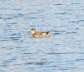 Gadwall.jpg