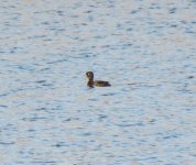 Tufted Duck.jpg