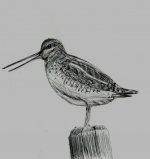 snipe (569 x 600).jpg