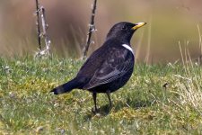 Ring Ouzel (M).jpg